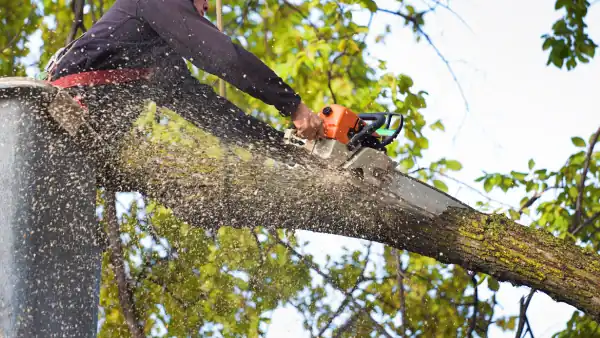 Tree Trimming