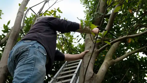 Tree Maintenance